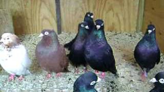 Parlor Roller Pigeons 22 [upl. by Heydon]