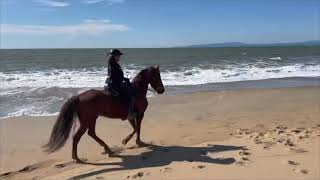 Different Types of Tennessee Walking Horses [upl. by Esikram]