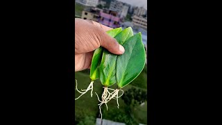 propagate ZZ plant tree from ZZ plant leavesindoorplants highlights viewers Flowers composite [upl. by Nasah]