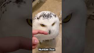 LongEared Owl Facts That Will Blow Your Mind [upl. by Eitsrik]