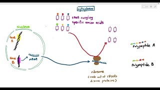 65 How DNA and RNAs work together to make proteins Cambridge AS amp A Level Biology 9700 [upl. by Blasius]