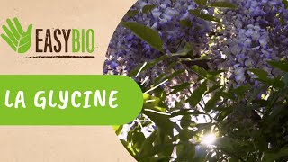 Comment tailler la Glycine en été [upl. by Sheila]