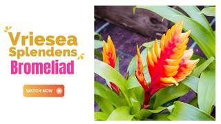 Vriesea Splendens Bromeliad  Flaming Sword Bromeliad  TinyLeaf [upl. by Roswell]