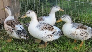 Silver Appleyard Ducks  Bountiful Meat And Eggs [upl. by Gnos]