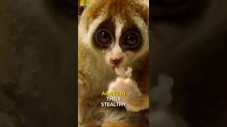 Slow Loris  Only Poisonous Primate [upl. by Odie]