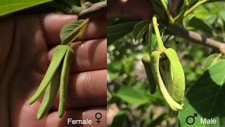 Detailed Guide How to Pollinate AtemoyaCherimoyaAnnona Flowers [upl. by Ydissac]