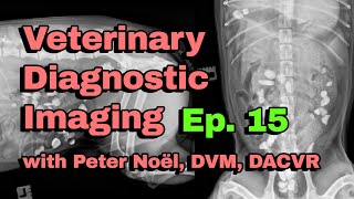 Report Pending Ep 15  Veterinary Diagnostic Imaging [upl. by Marjie263]