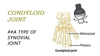 Condyloid joint type of synovial joint  BIOLOGY ARTICLES AND MCQS [upl. by Chryste]