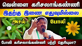 வெள்ளை கரிசலாங்கண்ணிக்கு இணை வேறில்லை Dr Sivaraman speech in Tamil  Karisalankanni benefits [upl. by Philender]