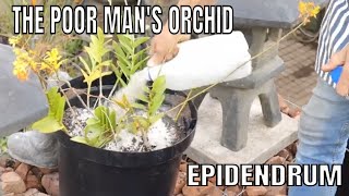 Epidendrum a Poor mans Orchid How to pot up a large specimen [upl. by Robins]