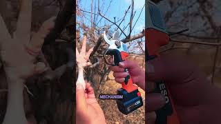 Why a Tree Pruner Never Cuts Hand [upl. by Nosinned886]