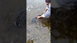 Salmon fishing Manistee River suicide Bend Oct 6 2018 Quade and mark [upl. by Selokcin]