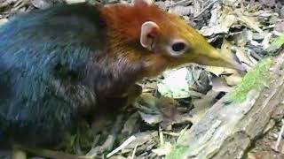 Meet the Giant Black and Rufous Elephant Shrew  Black amp White Sengi [upl. by Eineg]