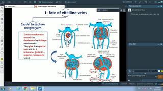 Development of veins  Dr Ahmed Farid [upl. by Lira866]