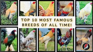 TOP 10 MOST FAMOUS BREEDS OF ALL TIME 2024 😯𝗕𝗼𝘆𝗮𝗸𝘇 𝗕𝗮𝗰𝗸𝘆𝗮𝗿𝗱 [upl. by Ebonee]