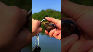 Mang Hugo tới đây fishing fish carpfishing fishinglife carp food tamtrang cauca funny [upl. by Nosyd]