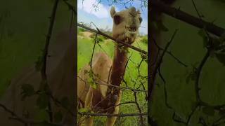 These camel herds are cutting down trees very fast beautifully fypage animals camells [upl. by Fortune]