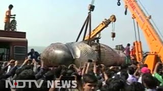 30foot whale dead on Mumbais Juhu Beach cranes remove body [upl. by Bolling]