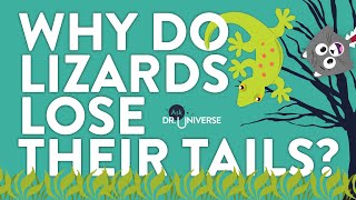 Why Do Lizards Lose Their Tails [upl. by Shumway]