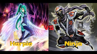 Harpie Kashtira Deck  Versus Ninja  Master Duel [upl. by Arehahs133]