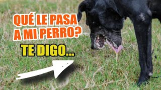 ¿Qué Significa EL VÓMITO BLANCO en los PERROS 🐶☁️ 14 Causas y Qué Hacer [upl. by Eelyah]