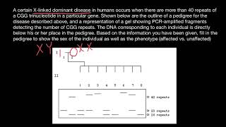 DNA Polymerase slippage [upl. by Anirb]