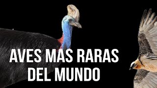 Top 5 Aves Mas Raras Del Mundo 🪶 [upl. by Traver]