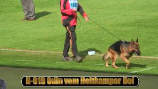 2010 SV BSZS NKGR part 11 Odin vom Holtkamper Hof HD [upl. by Magnuson]