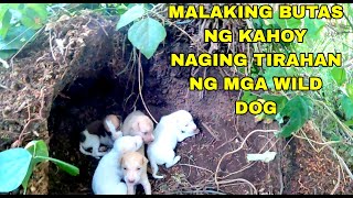 MALAKING BUTAS NG KAHOY NAGING TIRAHAN NG MGA WILD DOG [upl. by Armand]