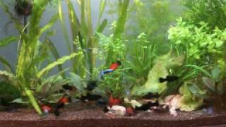 Tropical fish eating Tetra Natura Cyclops Block [upl. by Anastasia]