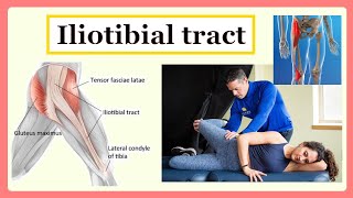 iliotibial tract [upl. by Ebarta]