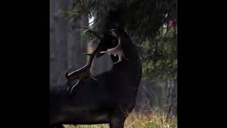 Nature Is Wonderful A stunning rare black Fallow Deer seen in the Baryczy valley in Poland [upl. by Asilrahc]