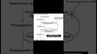 Mechanism of action of Paracetamol  NSAIDS 💊 [upl. by Goldina]