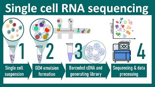 Single cell RNA sequencing overview  ScRNA seq vs Bulk seq  chemistry of ScRNA seq Bio Techniques [upl. by Norine]