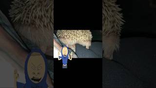 You can not take me cornholio funnyvideo funny police hedgehogsofyoutube cute [upl. by Atiugram980]