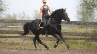 Thamar amp Lipizzaner Stallion quotZiggyquot riding Bridleless [upl. by Lecirg381]