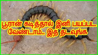 பூரான் கடித்தால் அது மேல் இத தடவுங்க  pooran kadi marunthu tamil  Centipede Envenomation Treatment [upl. by Gaylord]