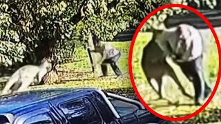 Kangaroo Attacks Man in Australia [upl. by Mendes]