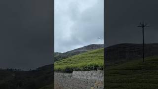 Ooty Tea estate reethikaraghuraman ooty teaestates tealover song music love movie [upl. by Noraha713]