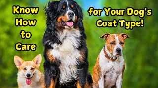 Dog Coat Types Explained Grooming Tips You Need to Know [upl. by Sset]