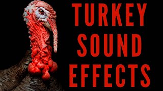 TURKEY SOUND EFFECTS  Turkey Gobbling [upl. by Jet]