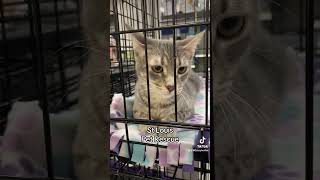 Petsmart Pet Event  Adopting A Cat From A Rescue So Many Potential Adopters [upl. by Ricard304]