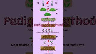 Pedigree selection method in plant breeding feedshorts agriculture plantbreeding notes biology [upl. by Seraphine]