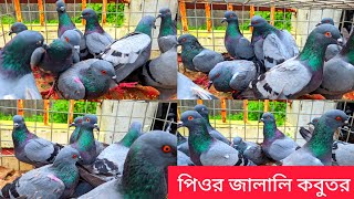 হাই কোয়ালিটি কড়া লাল চোখের জালালি কবুতর কিনুন  বুনো কবুতর [upl. by Aylad931]