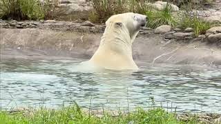 Polar Bear Splash Swimming and Shaking Off” [upl. by Fogel]