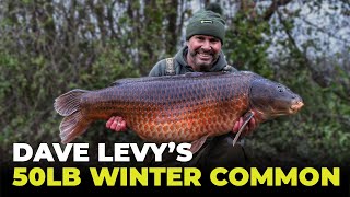 Dave Levys 50lb Winter Common  UK Carp Fishing [upl. by Cherlyn]