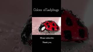 Colors of Ladybugs [upl. by Adnot]