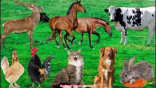 Wild Animal Sounds Horse Dairy Cow Deer Cat Dog Chicken  Animal Videos [upl. by Yrian]