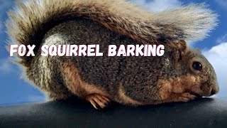 Listen to This Fox Squirrel Barking [upl. by Direj]