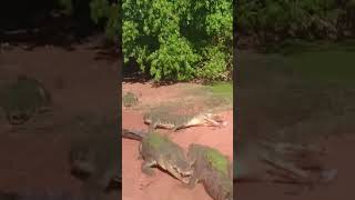 Crocodile death rolls and takes the arm off another ￼crocodile [upl. by Ravi]